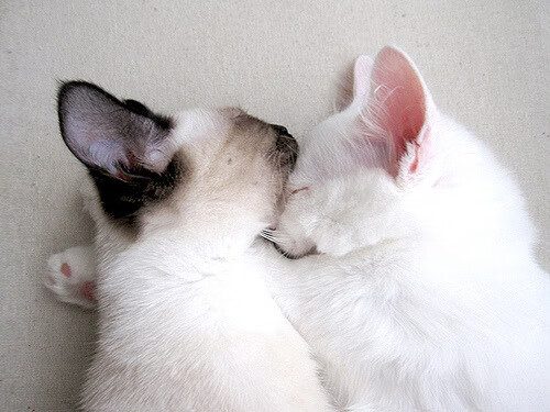 塞尔·拉恩:凭借精准的跑位和快速的脚步,他总能给全黑队带来意外惊喜