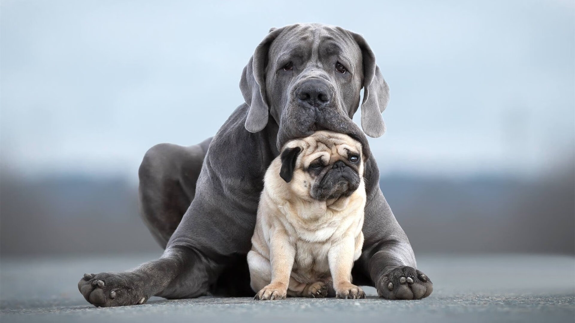 熊猫体育-朱婷出席赛后发布会感谢队友支持，朱婷发文告别