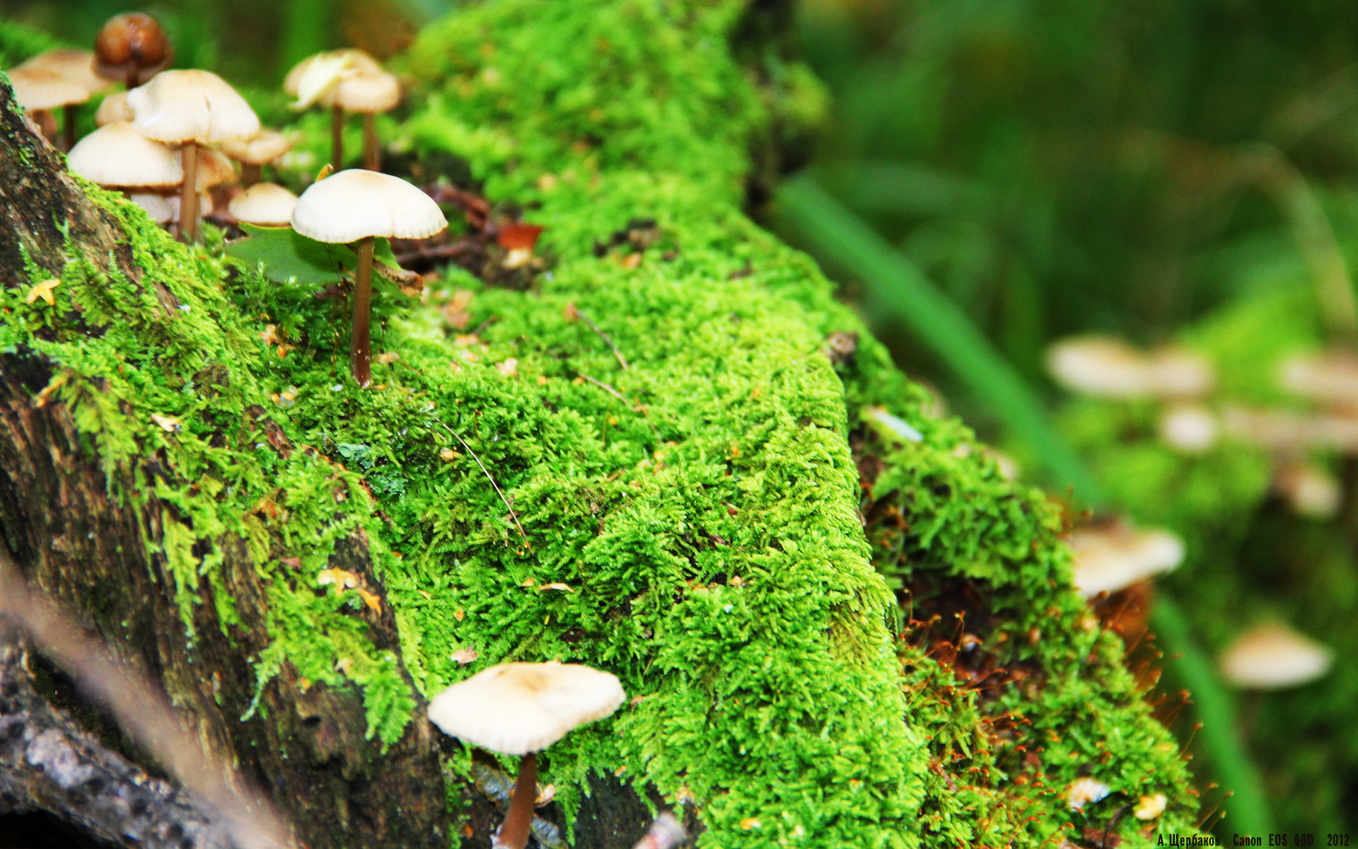 熊猫体育app官网-火箭副帅谈如何培养年轻中锋，火箭主教练人选