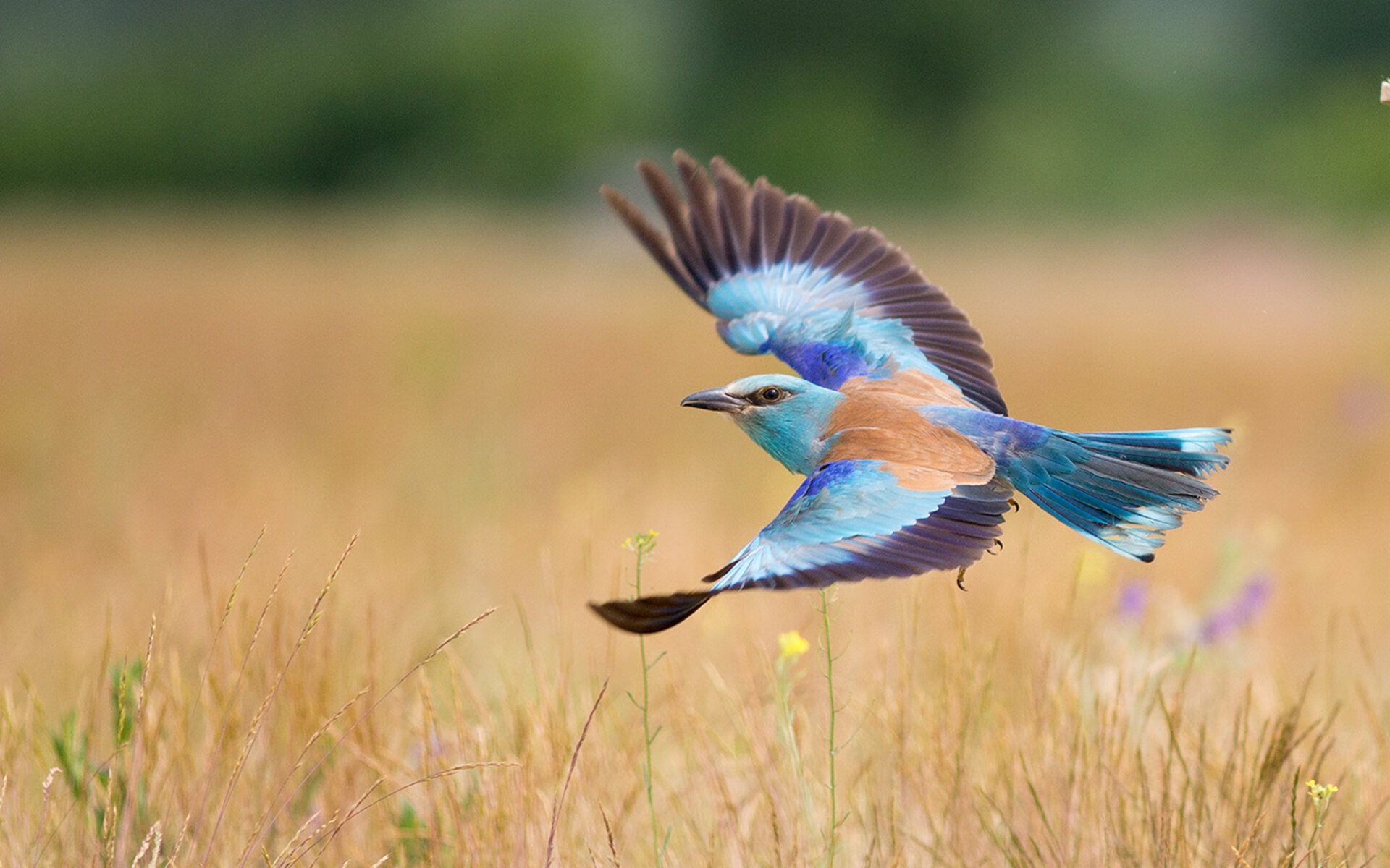 熊猫体育APP-篮球青训基地投入升级为球员提供更专业训练环境，篮球青训队是什么意思