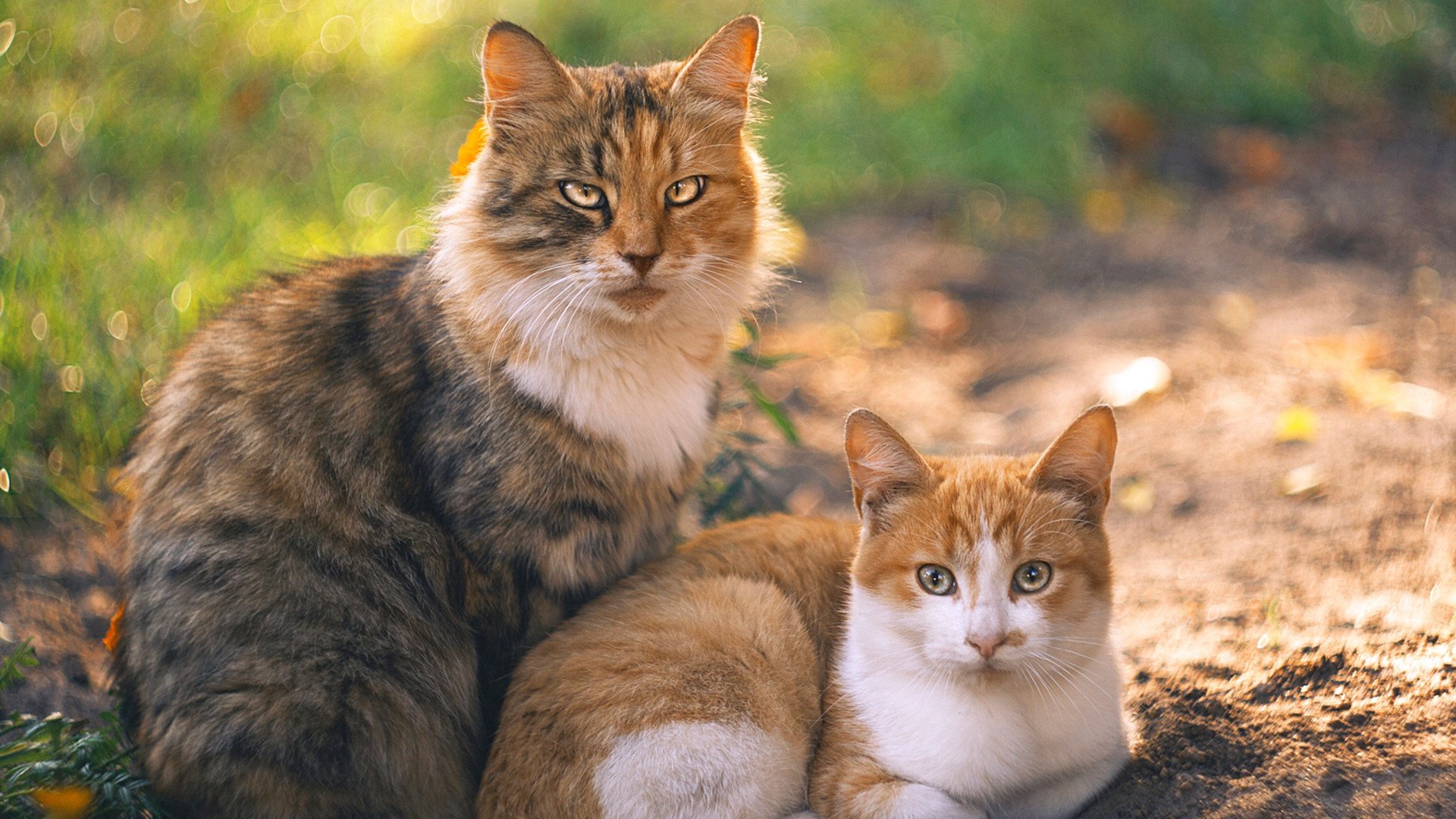 职业球队关注球员赛后恢复系统优化冷疗与拉伸流程，球员冷冻疗法