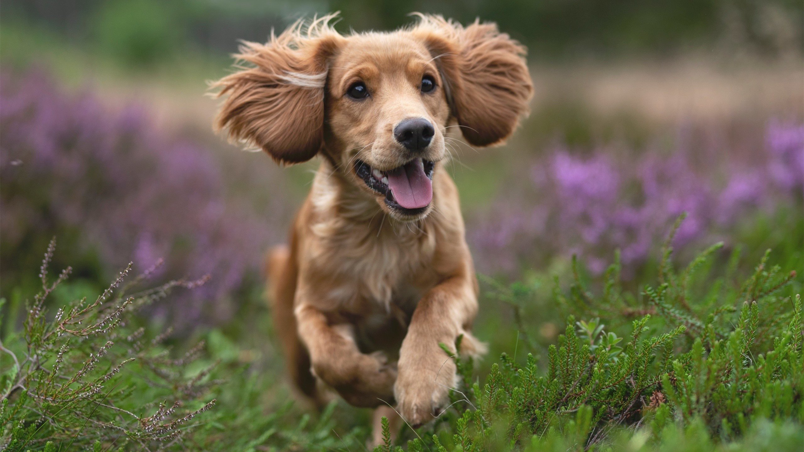自由泳中程瑞士节奏明快，自由泳竞技