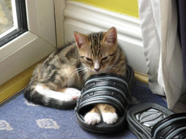 熊猫TV-英超激战不断：每场都精彩纷呈！，英超激战不断_每场都精彩纷呈的比赛