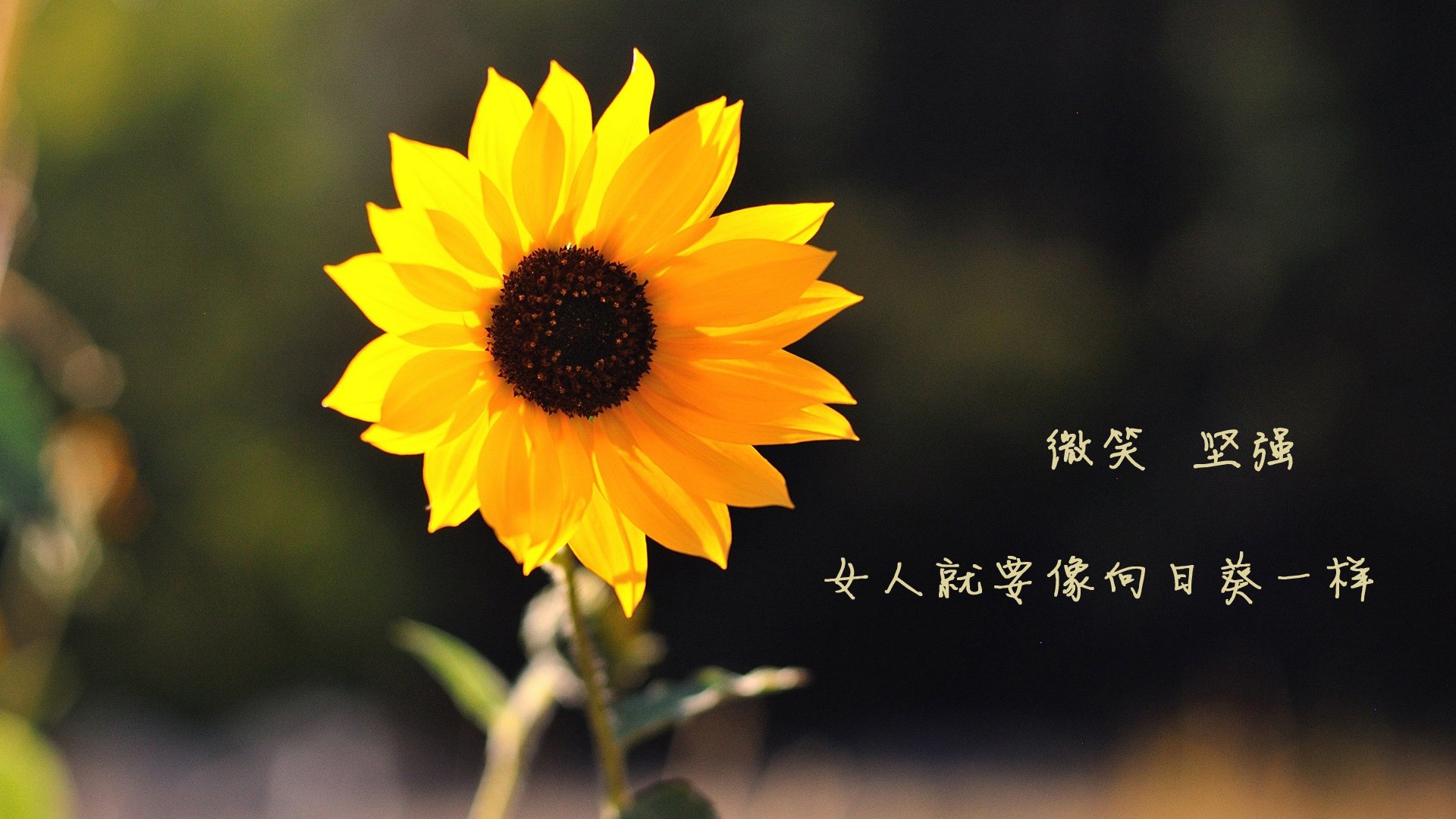 西甲俱乐部的数字转型成效，西甲俱乐部logo