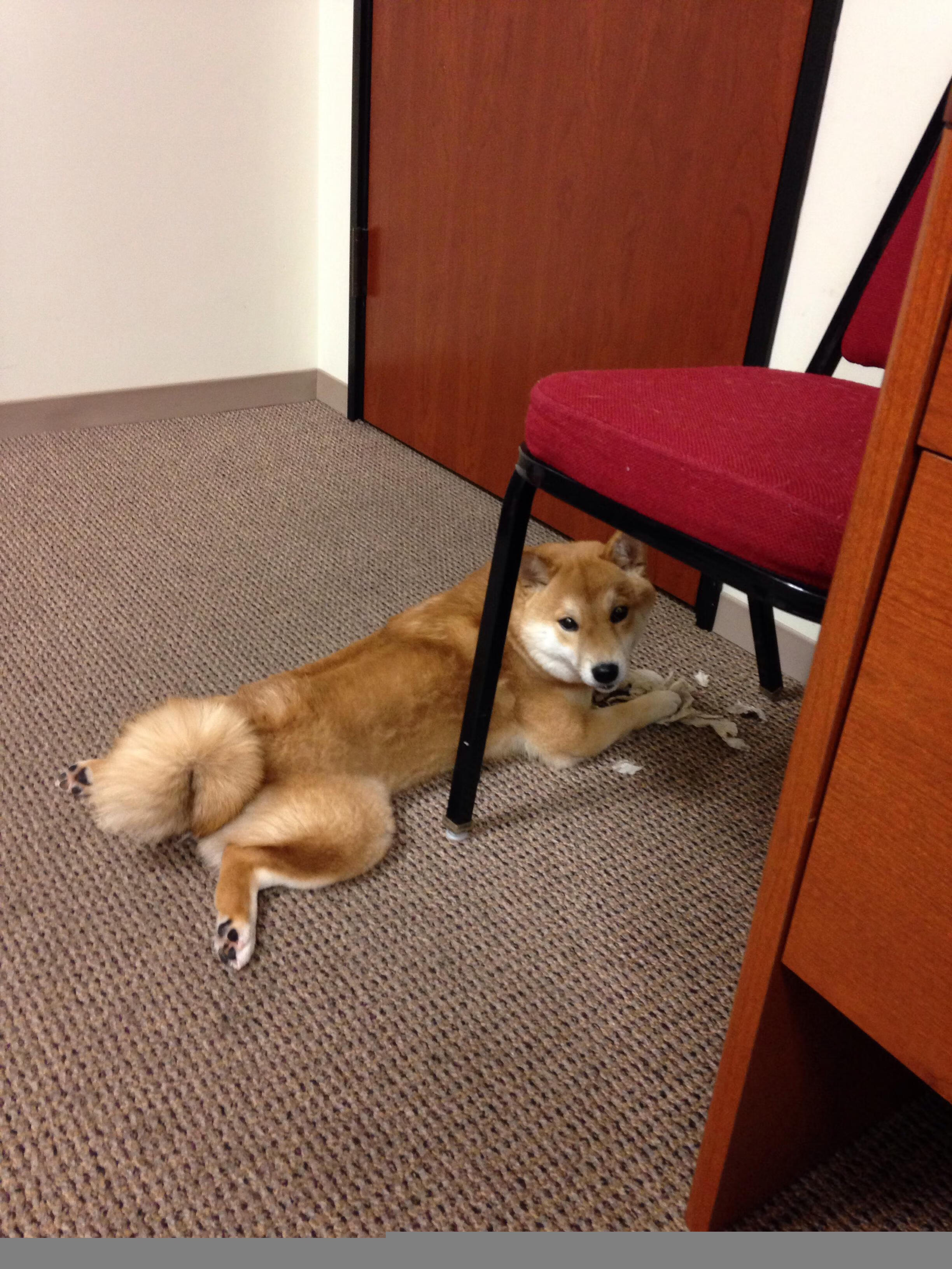 Panda Sports-陈芋汐跳台赛场表现引发网友热议，陈芋汐赛后采访哭了视频