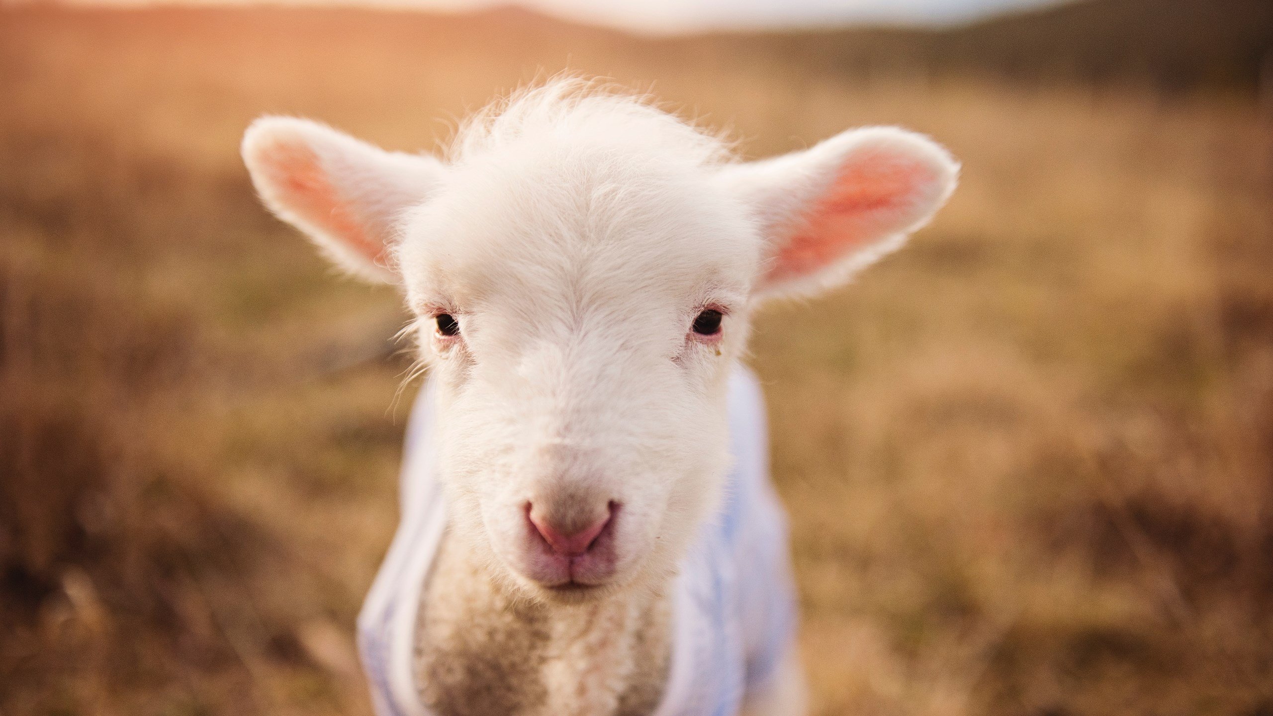 陈芋汐跳台赛场表现引发网友热议,陈芋汐赛后采访哭了视频